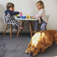 Maybe you would like to learn more about one of these? Five Household Dangers For Families With Dogs And Kids