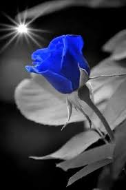 Black And Blue Roses Images Pin By Amber Martinez On Black And Blue Blue Roses Color Splash Blue Rose