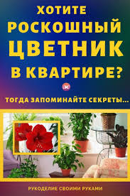 мошки в комнатных цветах как избавиться в домашних условиях Hotite Roskoshnyj Cvetnik V Kvartire Togda Zapominajte Sekretiki Osennie Ukrasheniya Sdelaj Sam Komnatnye Cvety Posadka Cvetov