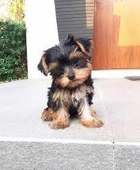 Teacup Yorkies For Sale In Usa Teacup Yorkie Puppy Yorkie Puppy Yorkie Puppy For Sale