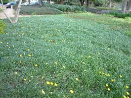 Order by phone call 1300 606 242. Gazania Mitsua Yellow