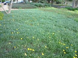 It is perennial and sometimes evergreen here in our landscape which makes it a nice winter feature. Gazania Mitsua Yellow