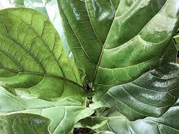 Spider mites on your fiddle leaf fig spider mites are another very common cause of red spots on fiddle leaf figs. How To Treat Spider Mites On A Fiddle Leaf Fig Dossier Blog