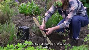 Dans ce sens, il se dit en parlant des personnes. Comment Planter Et Tuteurer Un Arbre Youtube