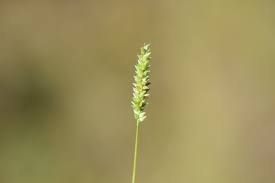 Image result for Sacciolepis indica