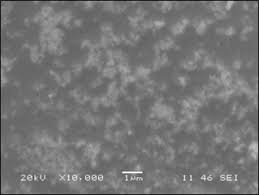 Image result for Anisotes sessiliflorus