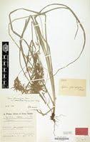 Image result for Cyperus pseudoleptocladus