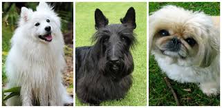 Check spelling or type a new query. 59 Best Small Dog Breeds That Stay Small And Look Cute Forever Littlethings Com