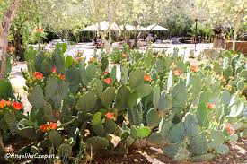 Главная города сша город финикс (phoenix), штат аризона, сша. Die Top 10 Sehenswurdigkeiten In Phoenix Arizona