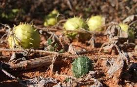 Image result for Cucumis myriocarpus