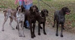 German wirehaired pointer, wirehaired vizsla. Gillbrae German Shorthaired Pointers History