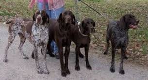 Browse photos and descriptions of 1000 of missouri german shorthaired pointer puppies of many breeds available right akc and ckc registered german shorthaired pointer puppies available. Gillbrae German Shorthaired Pointers History