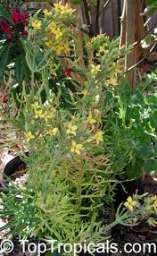 Image result for Kalanchoe laciniata