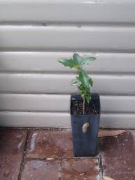 Image result for Scolopia