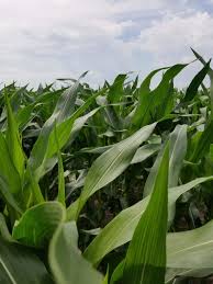 Characterizing the Distribution, Biology, and Management of Corn Tar Spot  to Reduce Its Impact in Indiana