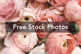 Rosaceae, liliaceae, asteraceae, viewed in various stages of development. 60 000 Best Flowers Photos 100 Free Download Pexels Stock Photos