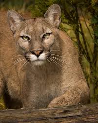 28. Big Cat Encounters: Puma concolor - Endless Forms Most Wonderful:  Reflections in Natural History