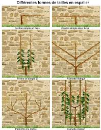Taille Des Arbres Fruitiers En Espalier Palmette Verrier Palmette En U Cordon Taille Arbre Fruitier Espalier Arbre Fruitier