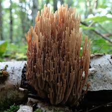 Image result for Ramaria stricta