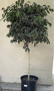 Image result for Ficus demeusei