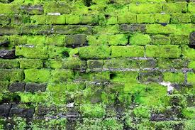 Mousse sur mur en pierre. Vieux Mur En Pierre Avec De La Mousse Verte Image Stock Image Du Noir Fort 29952727