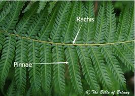 Image result for Aeschynomene sparsiflora