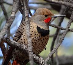 Small Bird With Red Cheeks Red Shafted Flicker In 2020 Flicker Big Bear Lake California Bird Photo