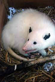 Opossum Opossum Albino Animals Rare Albino Animals