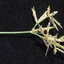 Image result for Cyperus denudatus