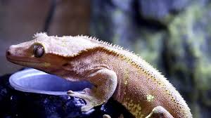 It can be fed as the fruit portion of your gecko's diet along with at least one or two insect feedings per this crested gecko food is a fruit blend packed full of all of the calcium, vitamins, trace elements and other vital nutrients. Which Food Will He Choose Pangea Vs Repashy A Crested Gecko S Food Review Youtube