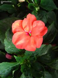 Image result for Impatiens zombensis