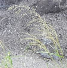 Image result for Isachne mauritiana