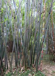 Fill the seedling containers with a mixture made from 8 parts topsoil, 1 part ashes, and 1 part fine wood chips or rice husks. Dendrocalamus Latiflorus Sweet Bamboo Sweet Bamboo Shoot Taiwan Giant Bamboo Pfaf Plant Database