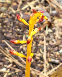 Image result for Asparagus minutiflorus