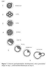 Extended Culture Up To The Blastocyst Stage A Strategy To Avoid Multiple Pregnancies In Assisted Reproductive Technologies