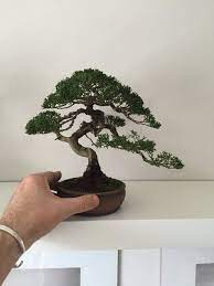 Shohin Bonsai Shohin Bonsai Shohin Bonsai Bonsai Tree Indoor Bonsai Tree