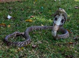 Minnow traps (and the eggs) usually work great to trick and trap these snakes if you have chickens in your yard. Pennsylvania Grandma Killed A Cobra With A Shovel