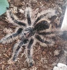 This Is Brachypelma Albopilosum Aka The Curly Hair Tarantula They Are A Docile Species Native To Costa Rica And Honduras Curly Hair Styles Tarantula Species
