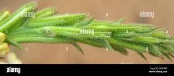 Image result for Chascanum hederaceum