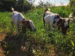 Goats are commonly used to control big swaths of land in cemeteries, parks, airports and even google headquarters, and though they don't cut grass and vegetation down as evenly as a piece of machinery, there are a lot of benefits to using animals rather than machinery and herbicides. The Houston Arboretum Is Bringing In 120 Goats To Mow The Lawn Next Month