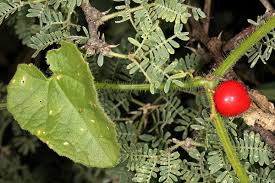 Image result for Kedrostis foetidissima