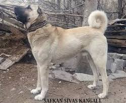 Sivas Kangali