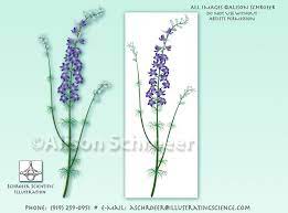 Kejar Ptp Larkspur Flower Drawing Larkspur Tattoo Delphinium Tattoo Wildflower Drawing