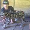 Kucing hutan / macan rembah baby.stock banyak. 1