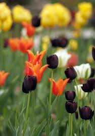 Tulpenzwiebeln Richtig Pflanzen Pflegen Und Kombinieren Tulpen Garten Tulpen Pflanzen Tulpenzwiebeln