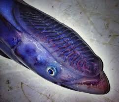 We did not find results for: Crazy Looking Fish From The Deep Sea Cbs News