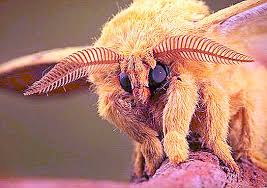 Log in or sign up to leave a comment log in sign up. Venezuelan Poodle Moth The Newfound Wonder Of Nature Nature 2021