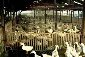 Mau ternak bebek peking kw dan bebek hibrida ? Peternakan Bebek Peking Dan Hibrida Youtube