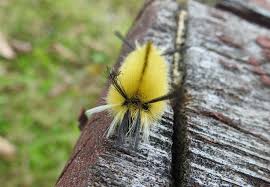 Look at but dont touch tussock moth caterpillars