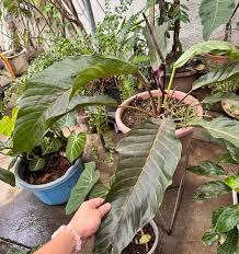 Image result for Asplenium barteri